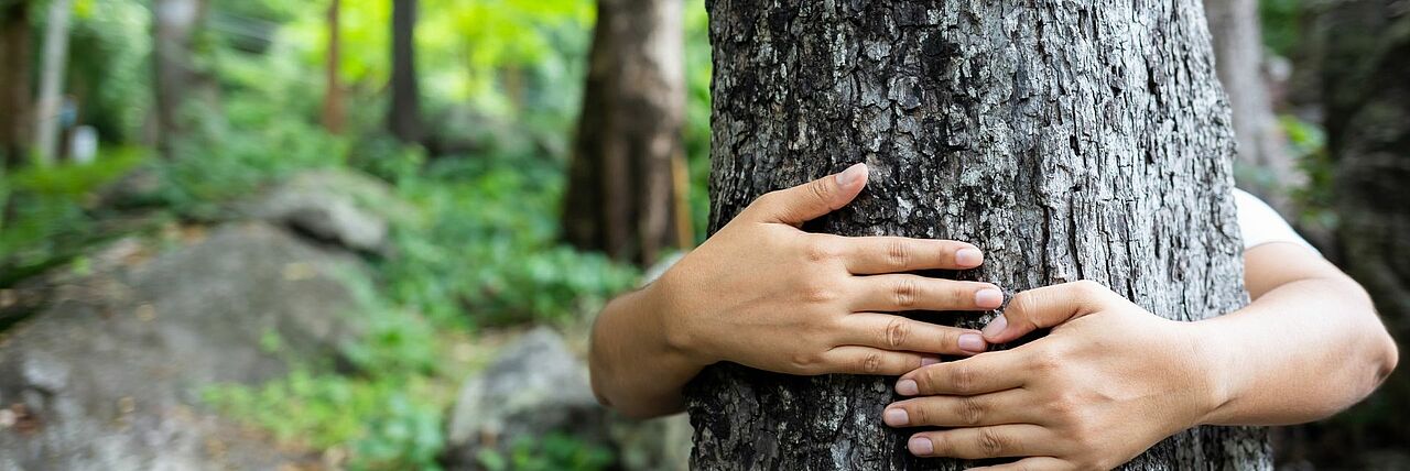 Waldwelten Hände umschließen einen Baum